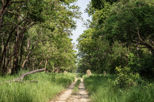 dudhwa national park vegetation